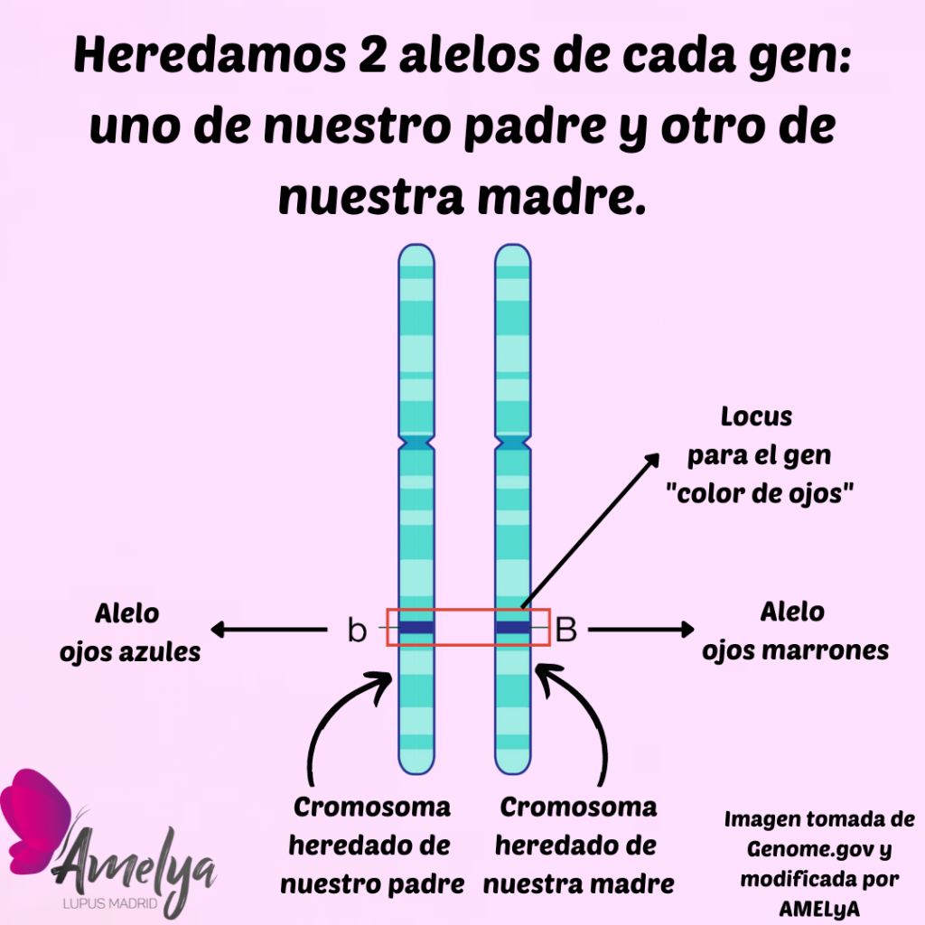 Aparecen dos cromosomas en los que se muestran los alelos ojos azules y ojos marrones y lo que es un locus. Otro alelo, pero del gen HLA, es el RB1*03:01