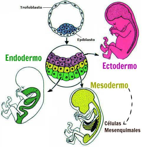 Capas del tejido embrionario: endodermo, ectodermo, mesodermo