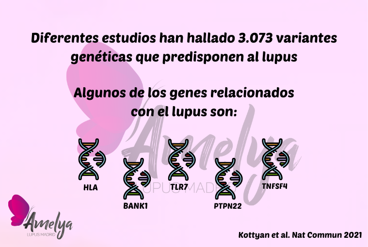 El lupus no es una enfermedad genética ni hereditaria, aunque sí tiene un cierto componente genético. Se trata de una enfermedad poligénica en la que la epigenética juega un papel fundamental